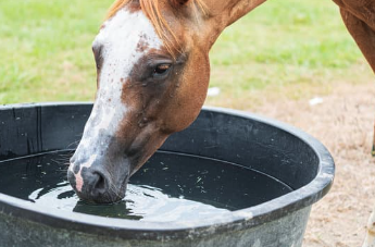 hydratation cheval